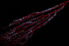 biyolüminesansı gösteren küçük beyaz noktalara sahip kırmızı dallı bambu rengi