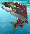 Büyük bir tarih öncesi somon Oncorhynchus rastrosus'un bir örneği.  Ağzının dış kısmında pembe, yeşil ve beyaz renkte dişler bulunur. 