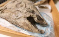 Bu 400 kiloluk tarih öncesi somonun yaban domuzu gibi dişleri vardı