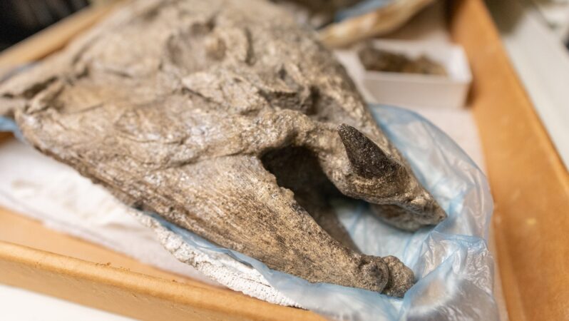 Bu 400 kiloluk tarih öncesi somonun yaban domuzu gibi dişleri vardı