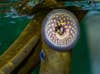 laboratuvarda olgun bir taşemen.  Uzun yılan balığı benzeri balık, vücudunun yan tarafında dişleri ve gözleri olan dairesel bir ağza sahiptir.