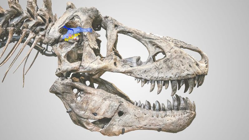 T. rex muhtemelen bir timsah kadar zekiydi