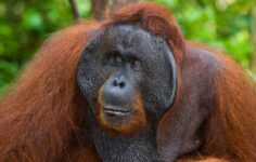 Orangutanın açık yarayı tedavi etmek için bitki kullandığı gözlemlendi