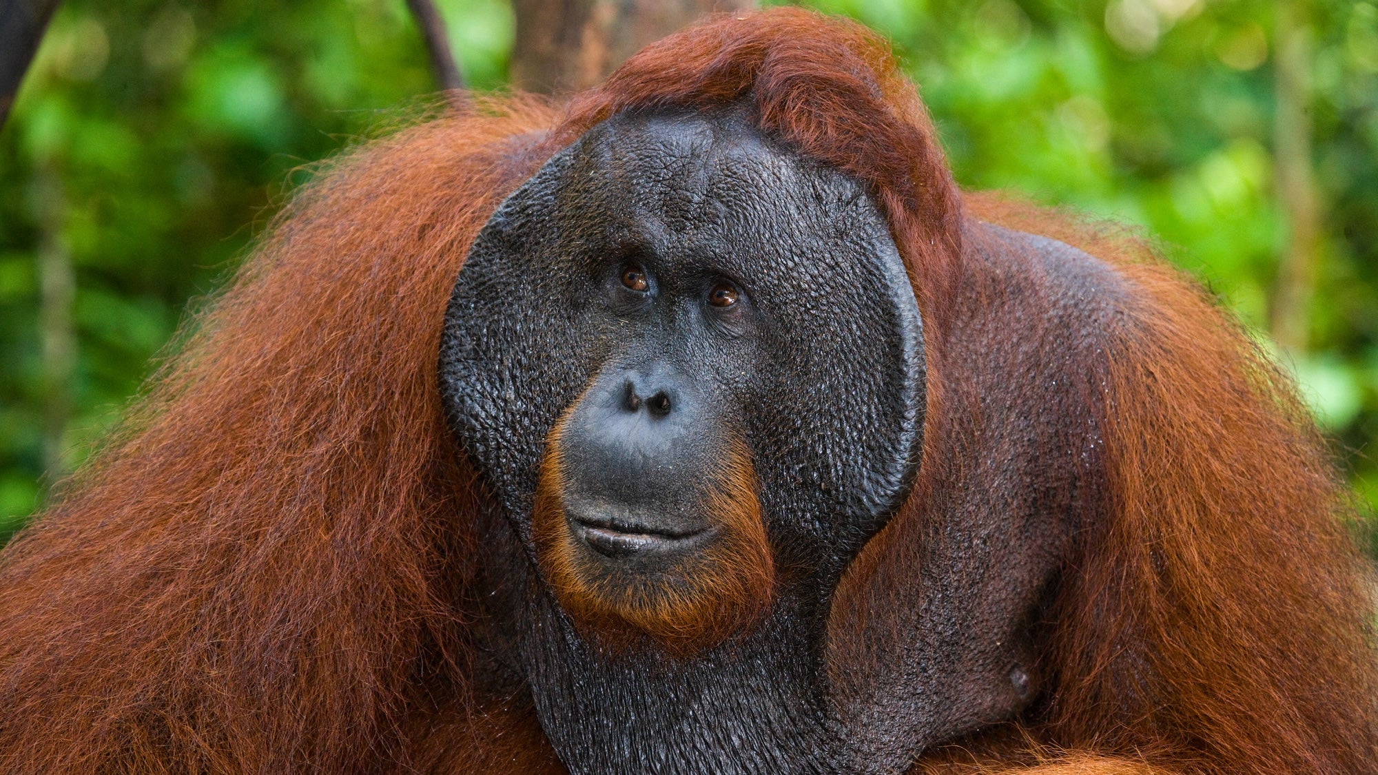 Orangutanın açık yarayı tedavi etmek için bitki kullandığı gözlemlendi