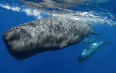 İspermeçet balinalarının kendi ‘alfabeleri’ olabilir