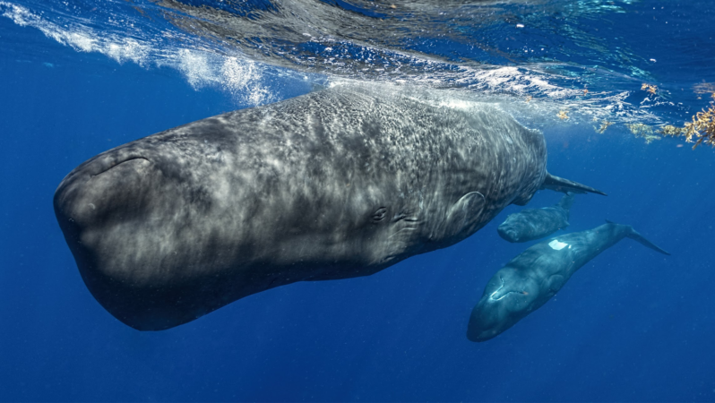 İspermeçet balinalarının kendi ‘alfabeleri’ olabilir