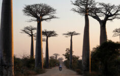 Baobab Ağaçlarının Garip Bir Evrimsel Yolculuğu Vardı