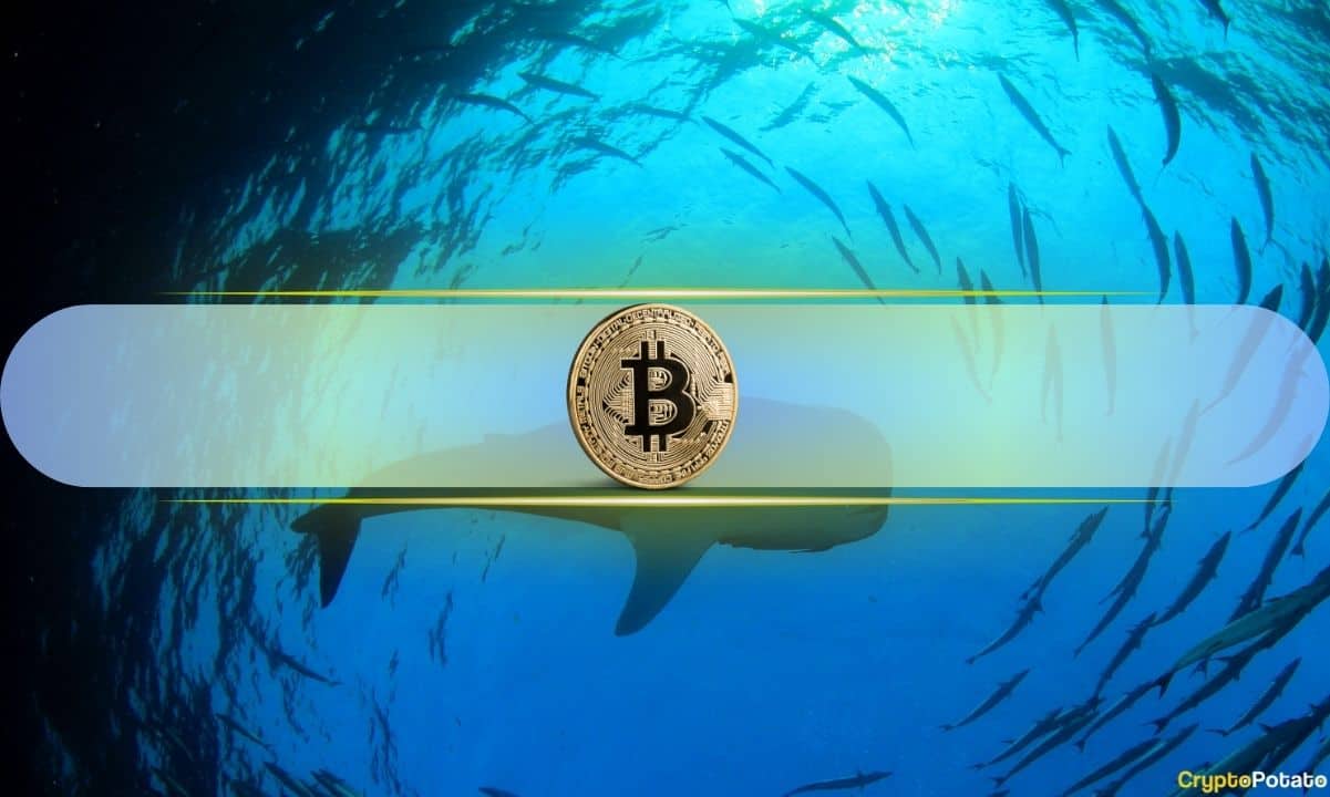 Bitcoin Balinaları Bir Günde 2,8 Milyar Dolar Değerinde BTC Yakaladı: CryptoQuant