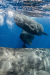 okyanusta yüzen üç ispermeçet balinası