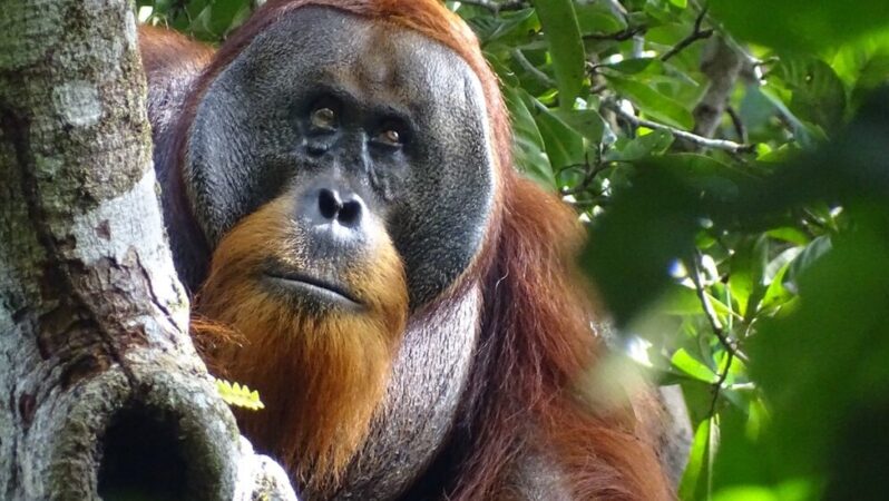 Orangutanın Yüzündeki Yarayı Şifalı Bitkiyle İyileştirdiği Görüntülendi